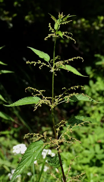 Urtica dioica: An upright nettle stem bearing toothed opposite leaves and slender branching flower clusters.