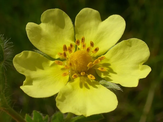 A pale yellow, five-petaled sulphur-cinquefoil flower showing its central stamens.