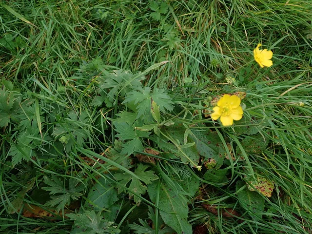 Meadow buttercup growing among grass, with yellow flowers held above deeply divided basal leaves.