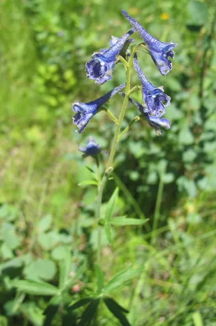 Delphinium barbeyi: A blue-flowered larkspur stem with several spurred flowers and divided stem leaves.