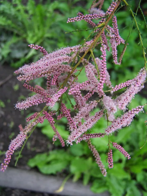 Tamarix ramosissima: Slender pink flower racemes on fine twiggy branches.