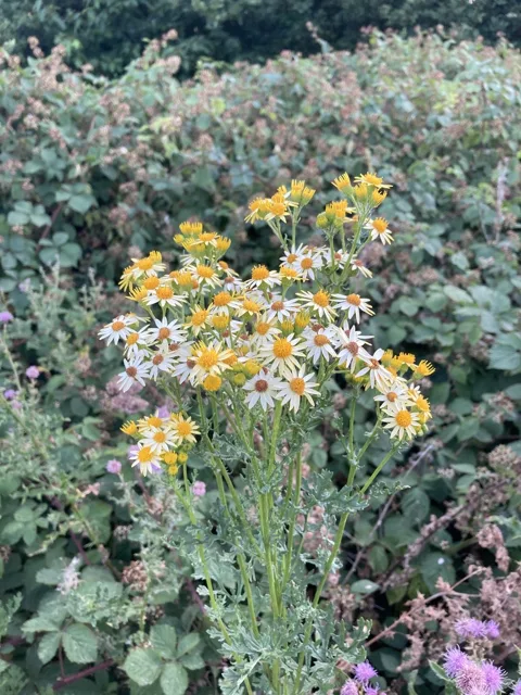 Jacobaea vulgaris: An upright flowering plant with yellow heads and deeply divided leaves.