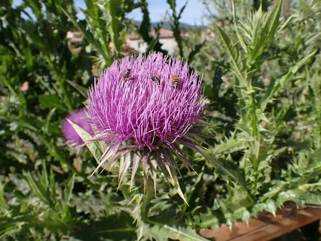 A purple Taurian-thistle head with long pointed bracts beneath it.