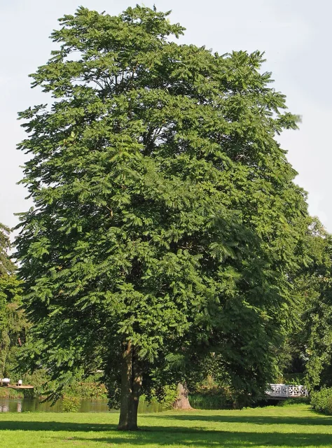 Ailanthus altissima: Mature tree with a broad rounded leafy crown and single trunk.