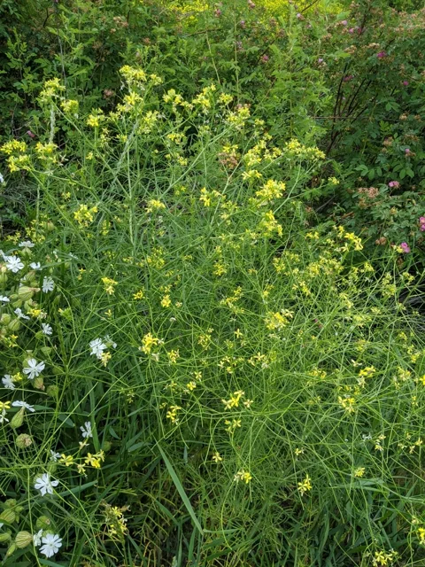 Tall, finely branched tumble mustard plant carrying many small yellow flowers.