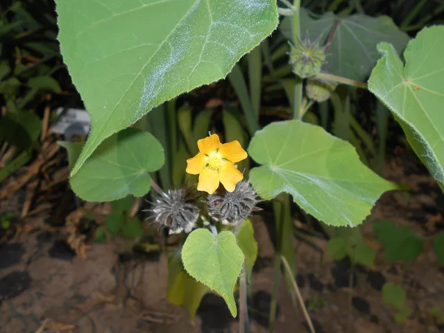 Abutilon theophrasti: Small yellow five-petaled flower among broad softly hairy heart-shaped leaves.