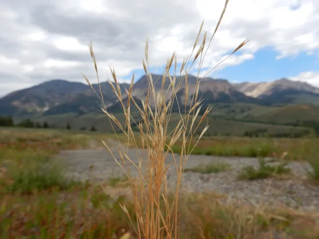Ventenata dubia: An open, delicate panicle of pale grass spikelets held against a mountain landscape.