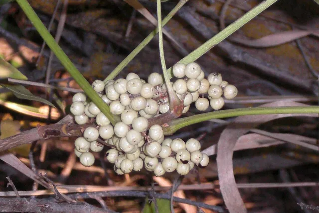 Toxicodendron rydbergii: Dense cluster of pale whitish berries among dry leaves and twigs.