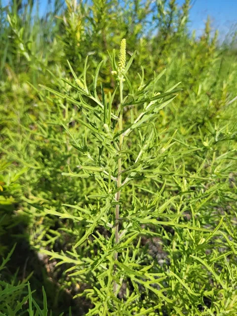 Upright western ragweed stems with divided green leaves and elongated terminal flower spikes.