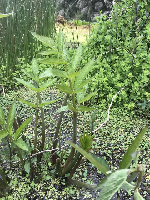 Cicuta douglasii: Upright leafy stems with pinnately divided, sharply toothed leaflets.