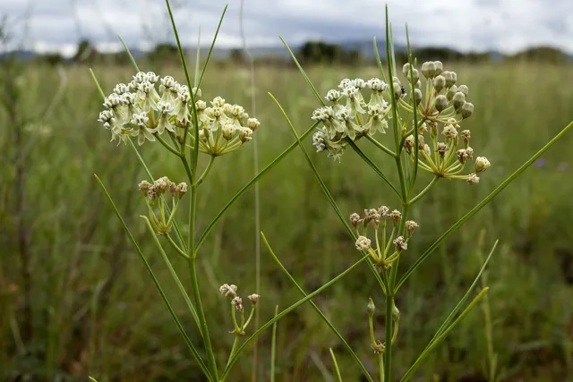 Asclepias subverticillata: Several slender flowering stems with small white umbels and very narrow leaves.