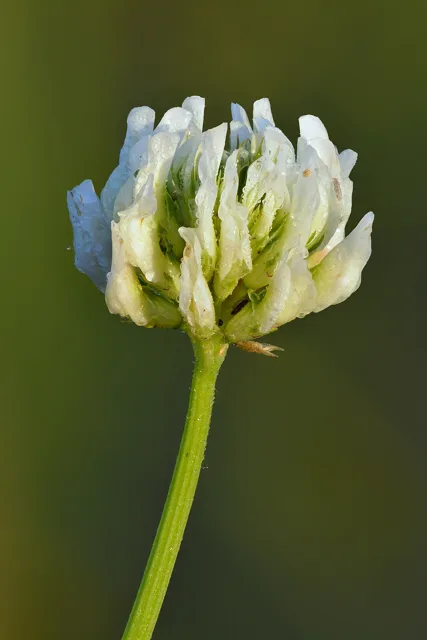 White clover: a rounded flower head of small white pea-like florets on a slender stalk.
