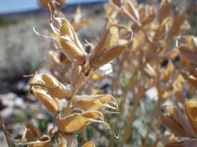 Oxytropis sericea: Dry tan pods clustered along a stalk, some split open near their tips.