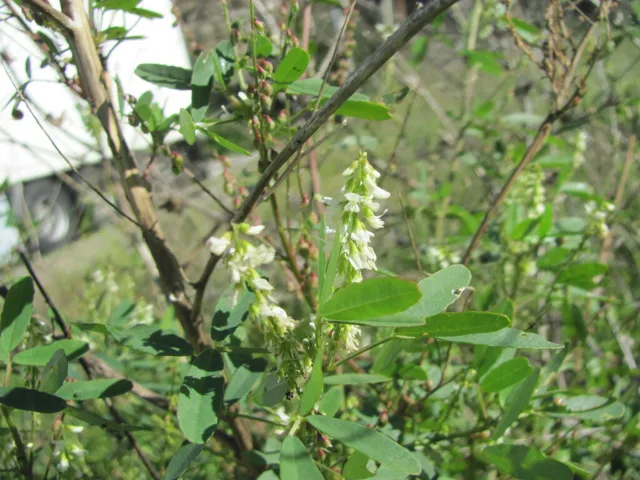 Melilotus albus: Small white flowers on slender racemes above three-part leaves.