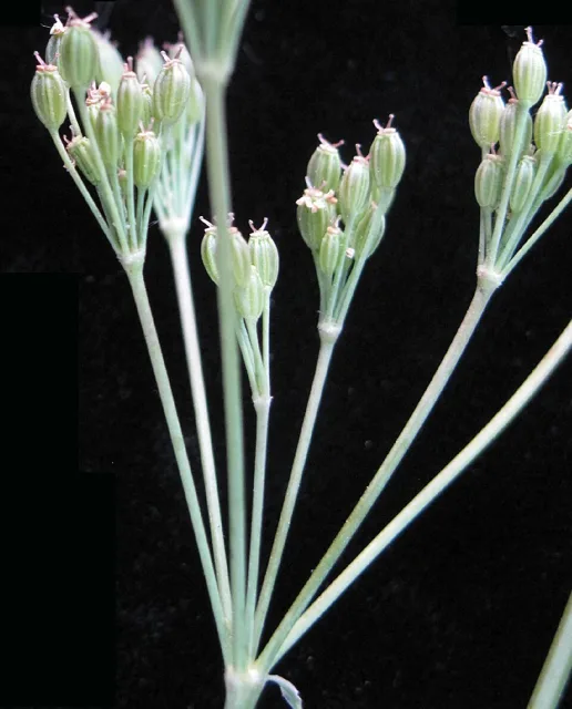 Developing ribbed caraway fruits on the radiating stalks of a compound umbel.