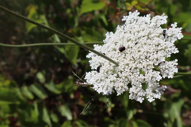 Daucus carota: A white compound umbel with a dark central flower and radiating flower clusters; the source identifies Daucus carota carota.