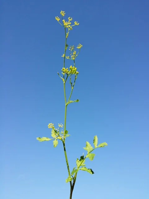 Pastinaca sativa: A tall branched stem with compound leaves and small yellow umbels, shown against the sky.