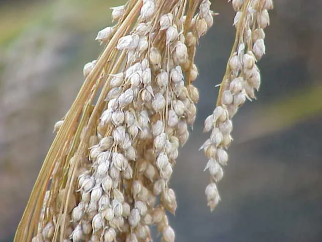 Panicum miliaceum: Pale mature grains hang along densely branched drooping panicles.