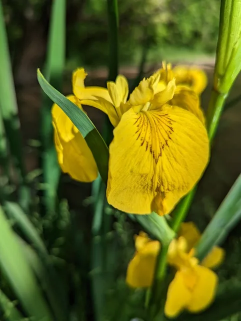 Iris pseudacorus: A yellow iris flower with dark markings on the large drooping segment.