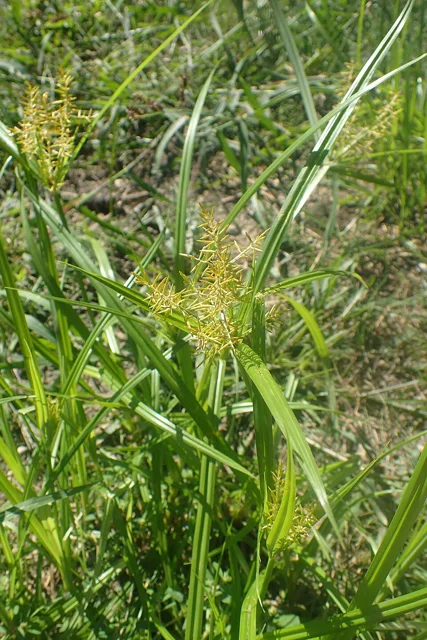 Yellow nutsedge with upright leafy stems and radiating yellow-green spikelet clusters.
