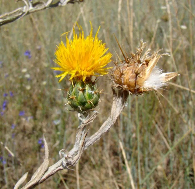 Centaurea solstitialis: A bright yellow flower head beside a dry head, showing the long radiating spines.
