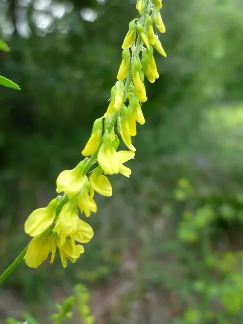 Yellow sweetclover: small yellow pea-like flowers hang along a narrow elongated raceme.