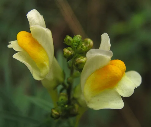 Linaria vulgaris: Close view of pale yellow two-lipped flowers with orange-yellow throats.